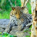 asian-leopard-yala-national-park-sri-lanka